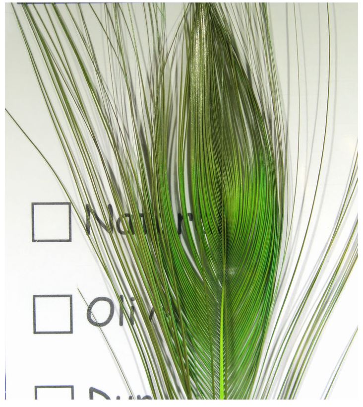 Stripped Peacock Eyes - The Trout Spot