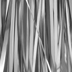 Larva Lace Teazer Tinsel - The Trout Spot