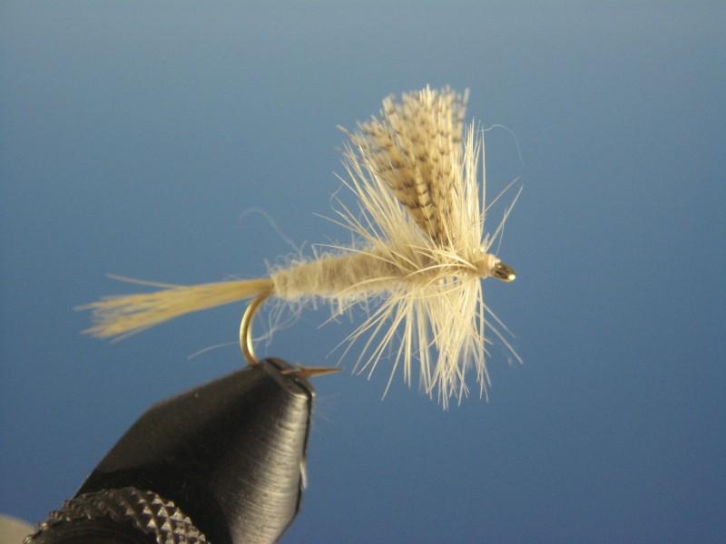 Light Cahill - The Trout Spot