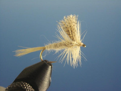 Light Cahill - The Trout Spot