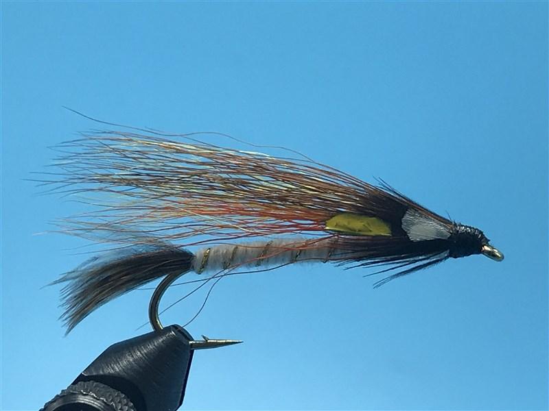 Little Brown Trout - The Trout Spot