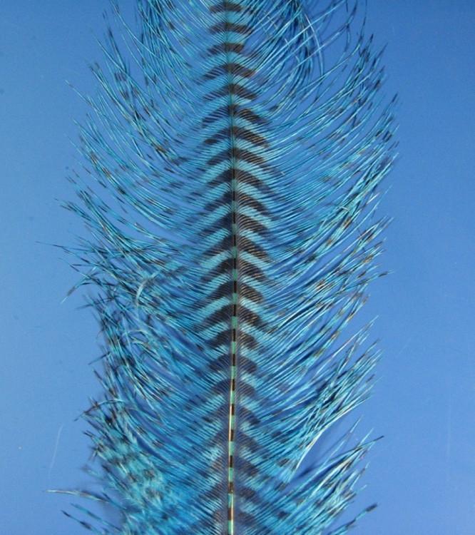 MFC Barred Ostrich Plume - The Trout Spot