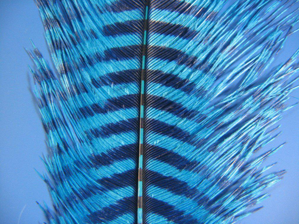 MFC Barred Ostrich Plume - The Trout Spot