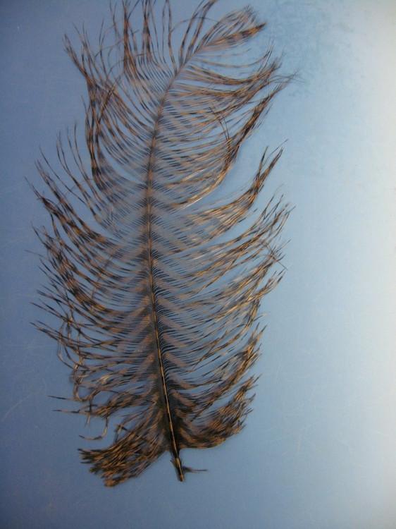 MFC Barred Ostrich Plume - The Trout Spot