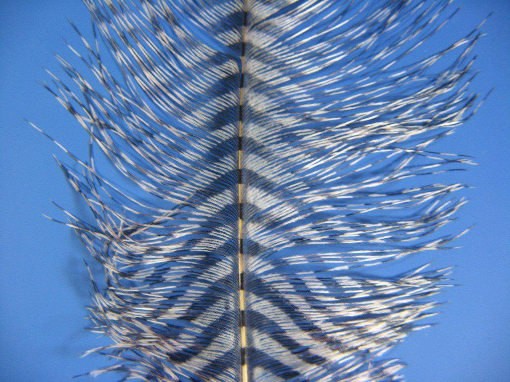 MFC Barred Ostrich Plume - The Trout Spot