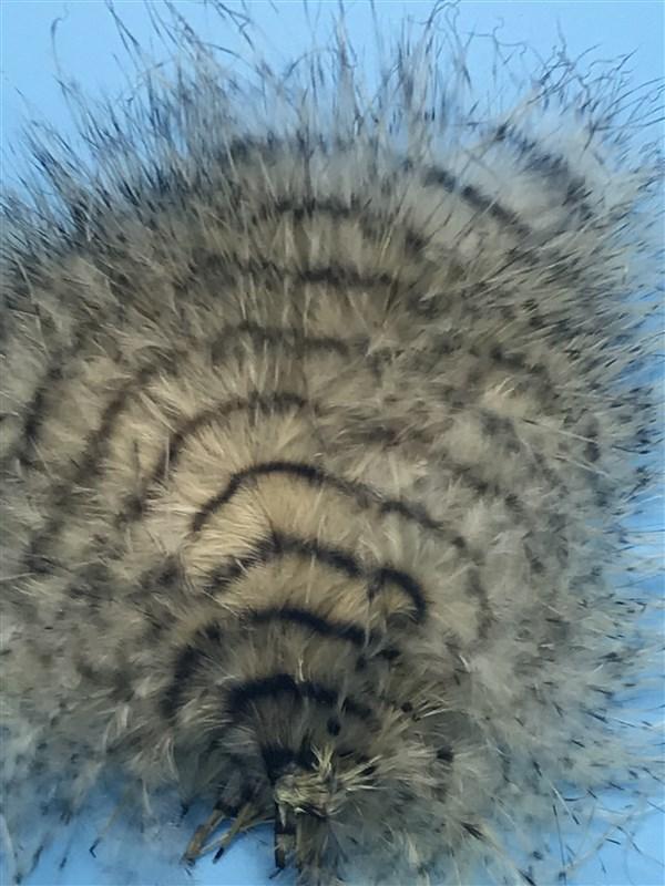 MFC Buggerbou Fine Barred - The Trout Spot