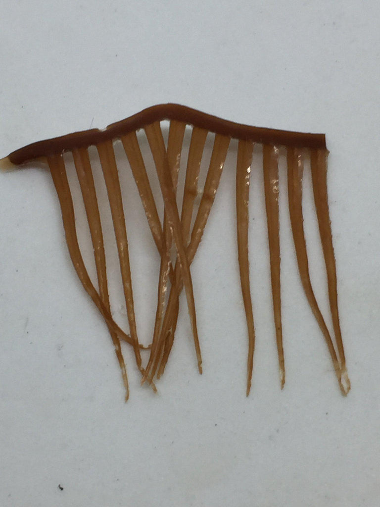 MFC Flexi Biot Legs - The Trout Spot