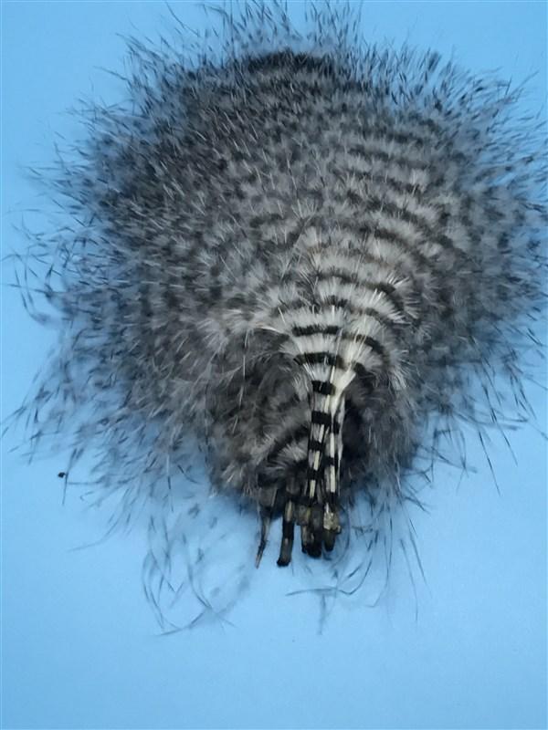 MFC Mini Barred Marabou - The Trout Spot