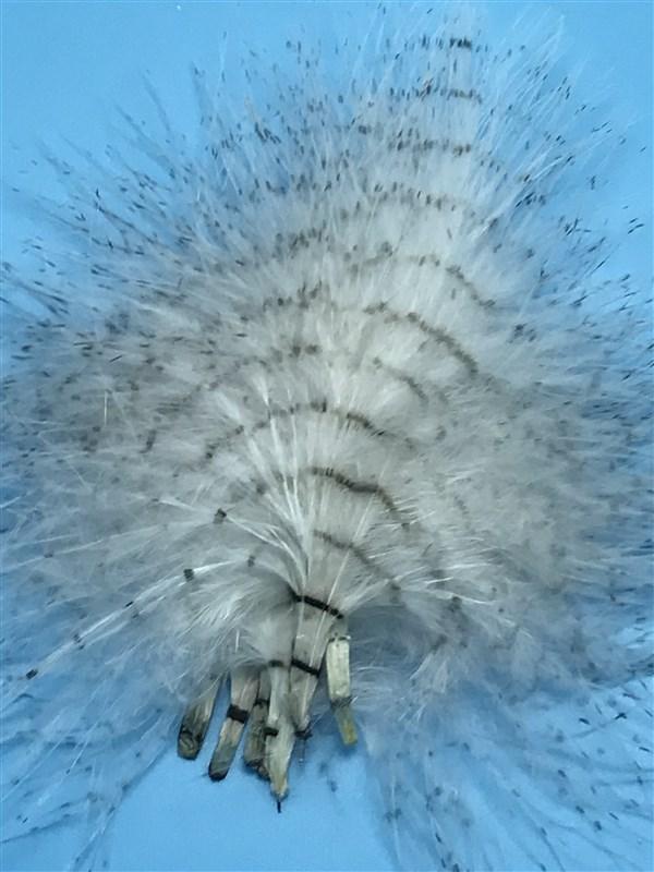 MFC Mini Barred Marabou - The Trout Spot