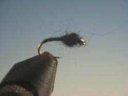 Midge Pupa Black - The Trout Spot