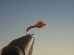 Midge Pupa Brown - The Trout Spot