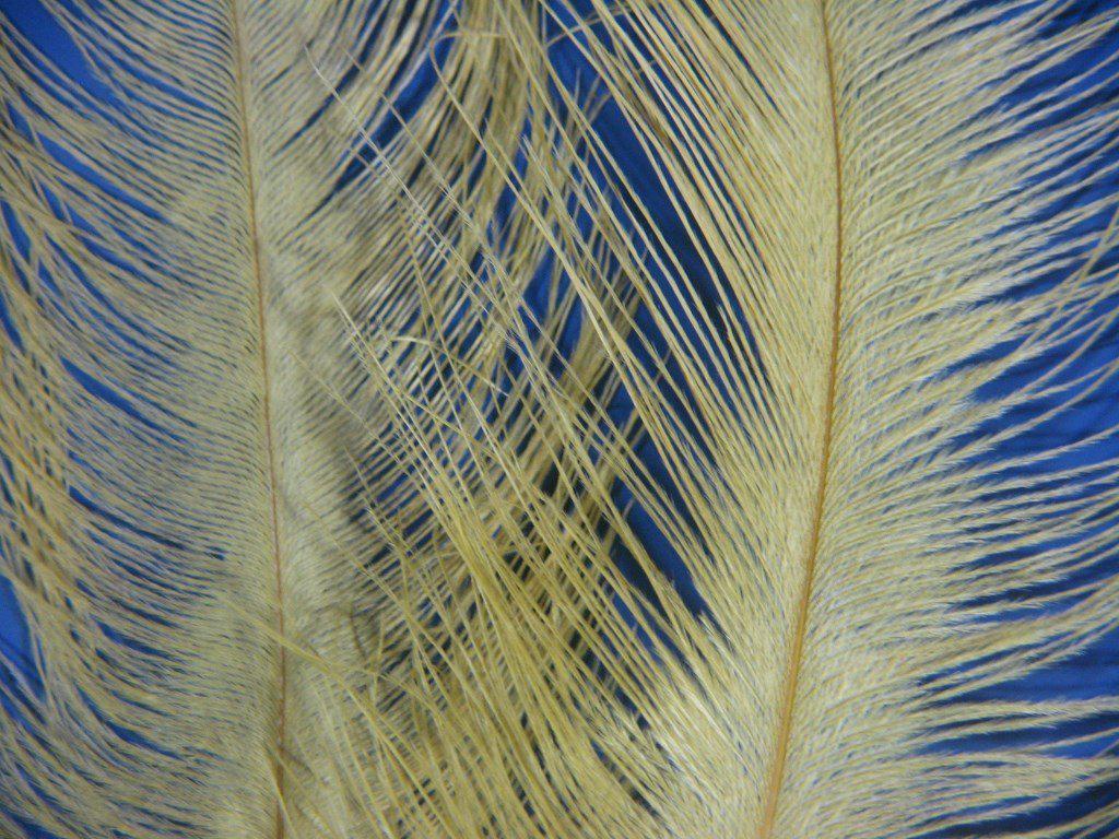 Montana Fly Company Ostrich Plume - The Trout Spot