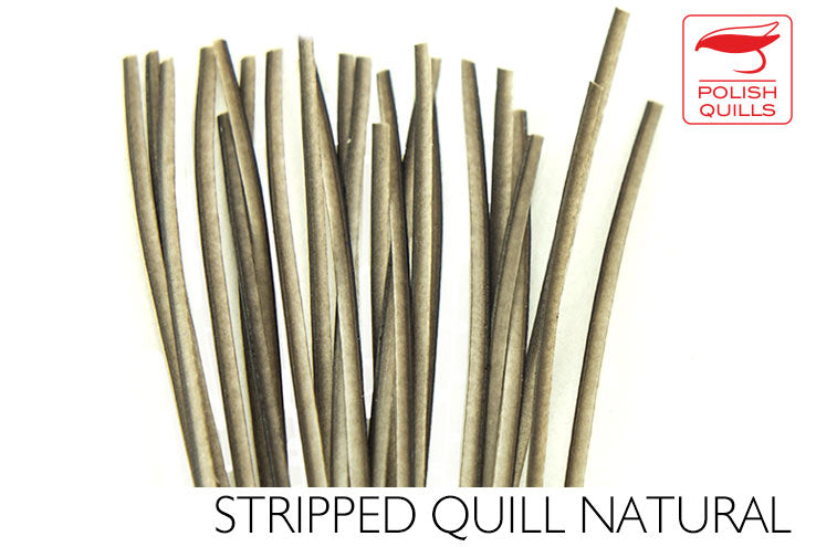Polish Stripped Peacock Quills Natural