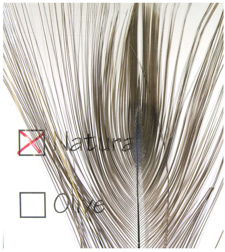 Stripped Peacock Eyes - The Trout Spot