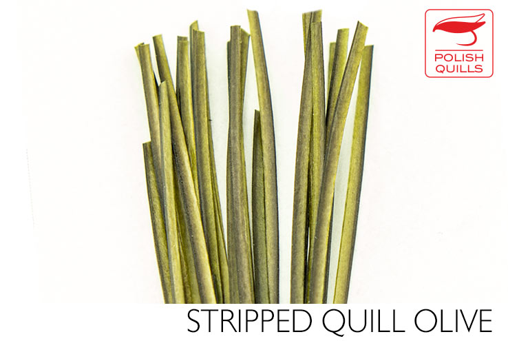 Polish Stripped Peacock Quills Olive