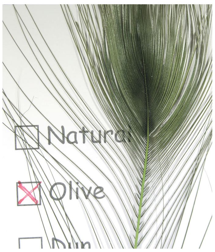 Stripped Peacock Eyes - The Trout Spot