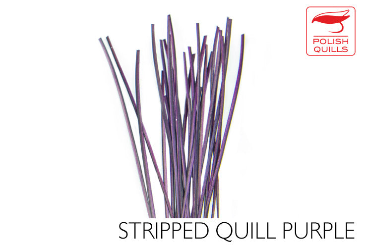 Polish Stripped Peacock Quills Purple