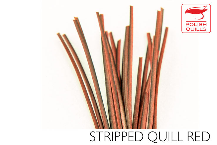 Polish Stripped Peacock Quills Red