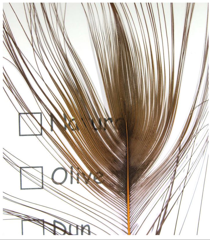 Stripped Peacock Eyes - The Trout Spot