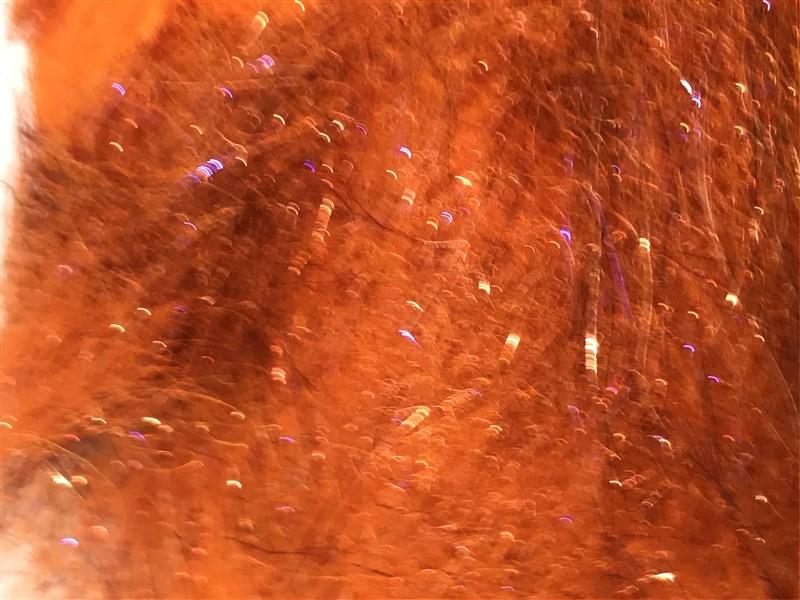 Senyo's Fusion Dub - The Trout Spot