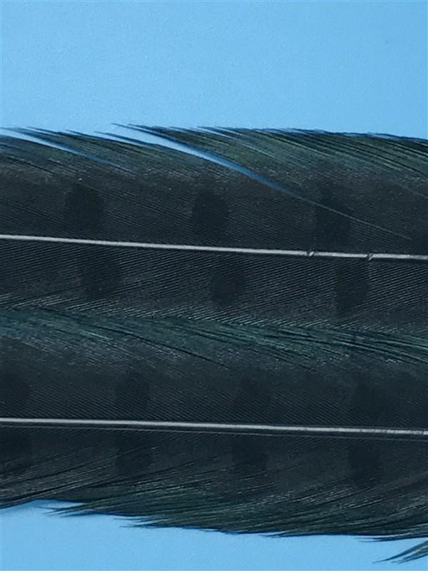 Spirit River UV2 Ringneck Pheasant Tail - The Trout Spot