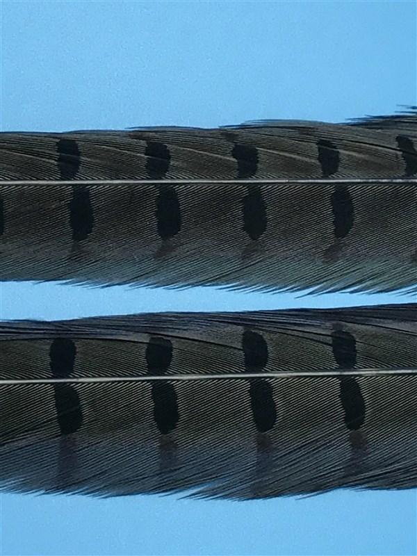 Spirit River UV2 Ringneck Pheasant Tail - The Trout Spot