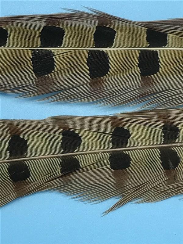 Spirit River UV2 Ringneck Pheasant Tail - The Trout Spot