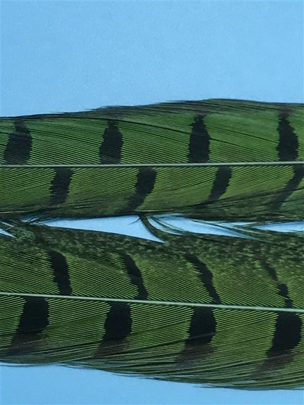 Spirit River UV2 Ringneck Pheasant Tail - The Trout Spot