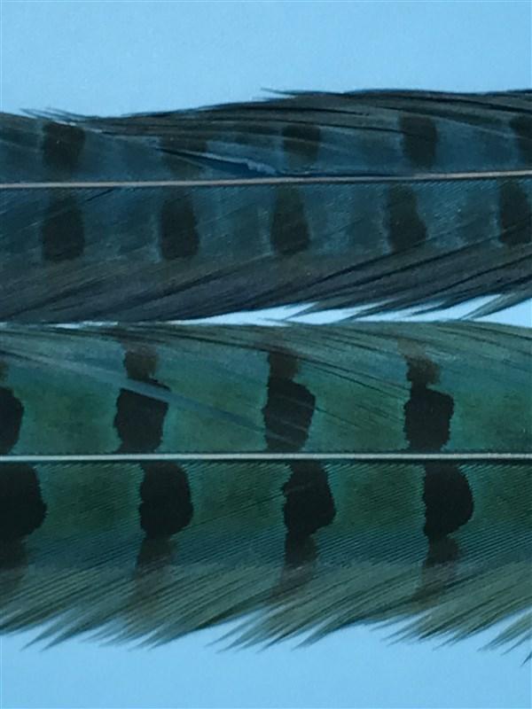 Spirit River UV2 Ringneck Pheasant Tail - The Trout Spot