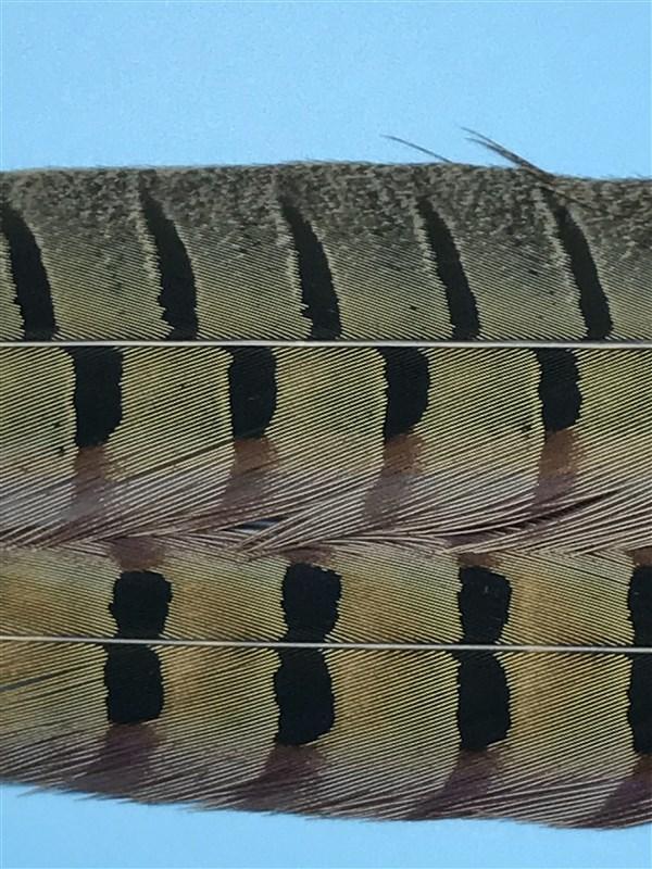 Spirit River UV2 Ringneck Pheasant Tail - The Trout Spot