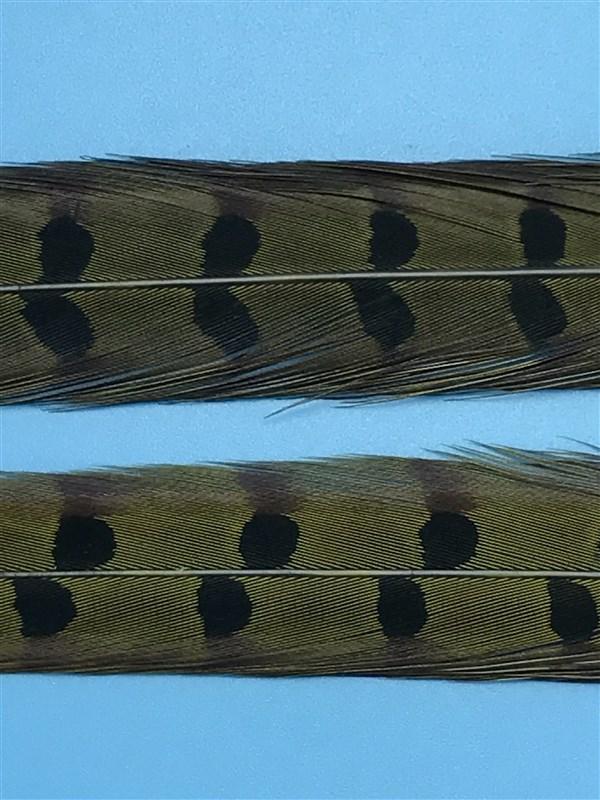 Spirit River UV2 Ringneck Pheasant Tail - The Trout Spot