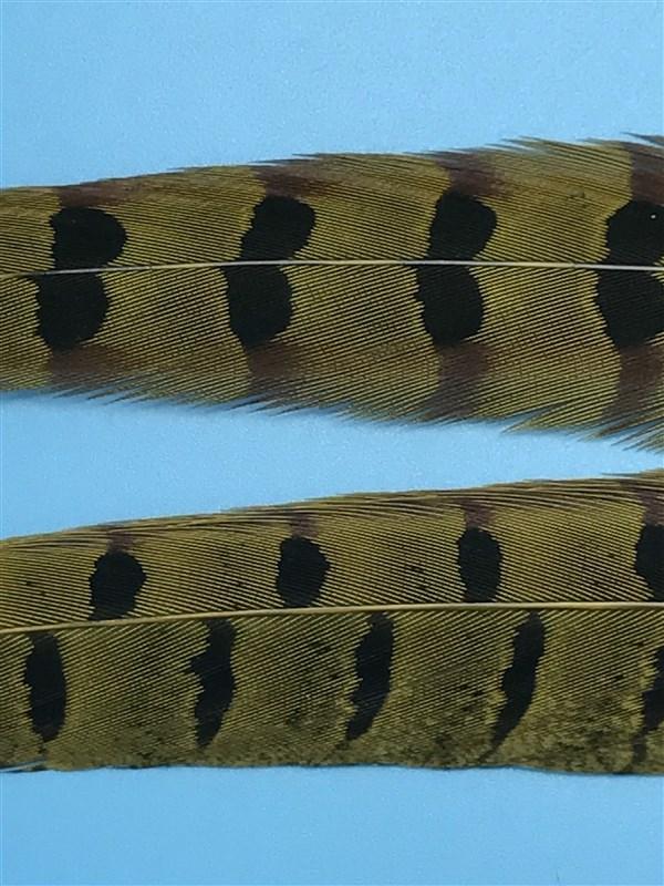 Spirit River UV2 Ringneck Pheasant Tail - The Trout Spot