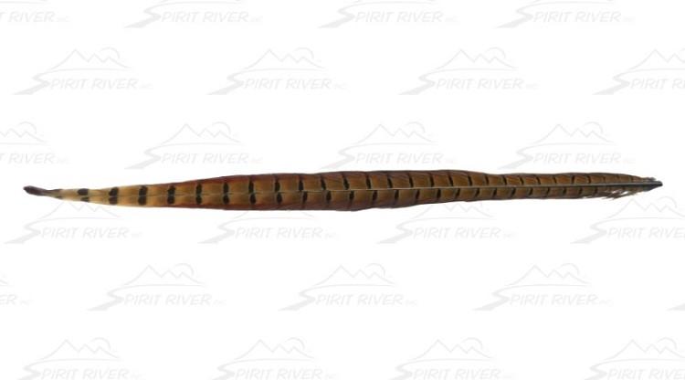 Spirit River UV2 Ringneck Pheasant Tail - The Trout Spot