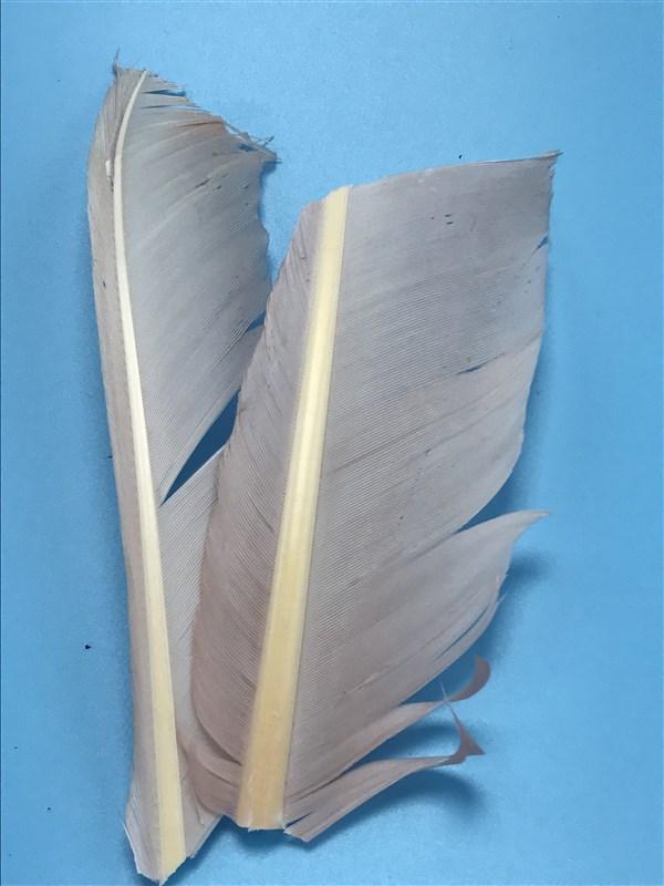 Spirit River UV2 Turkey Biots - The Trout Spot