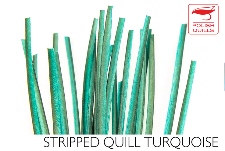 Polish Stripped Peacock Quills Turquoise