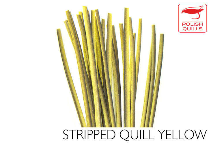 Polish Stripped Peacock Quills Yellow